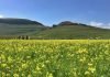 In moto tra Norcia, Castelluccio di Norcia e la Fioritura itinerario moto umbria castelluccio norcia tre valli umbre valnerina fioritura fiorita