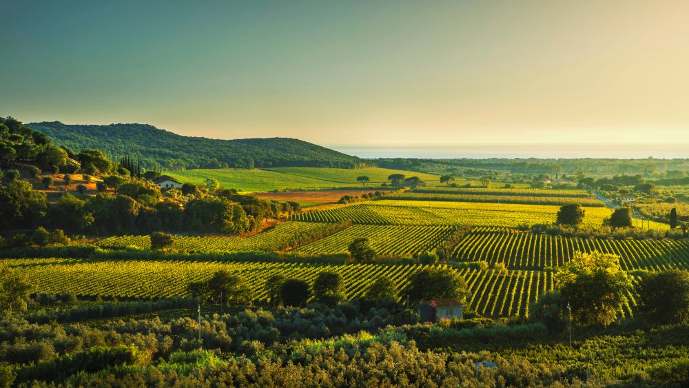 Bolgheri e Castagneto vista aerea vigneto al tramonto.