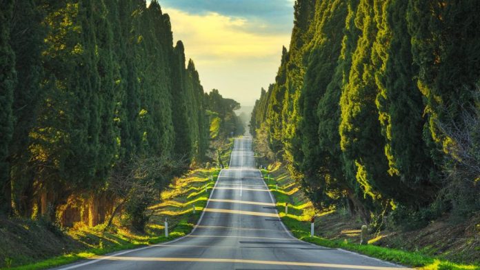 I cipressi di Bolgheri I cipressi di Bolgheri